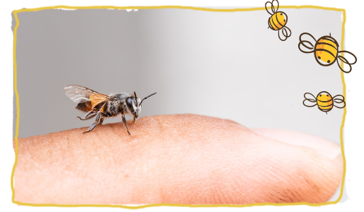 Las curiosidades más curiosas de las abejas 5