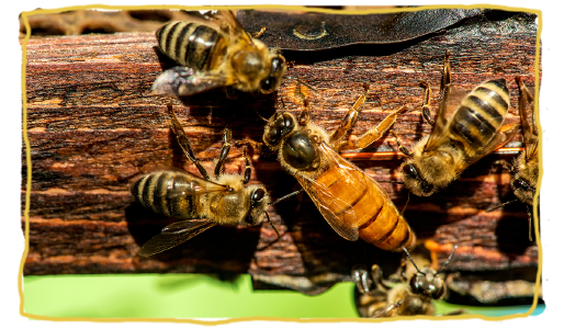 Las curiosidades más curiosas de las abejas 6