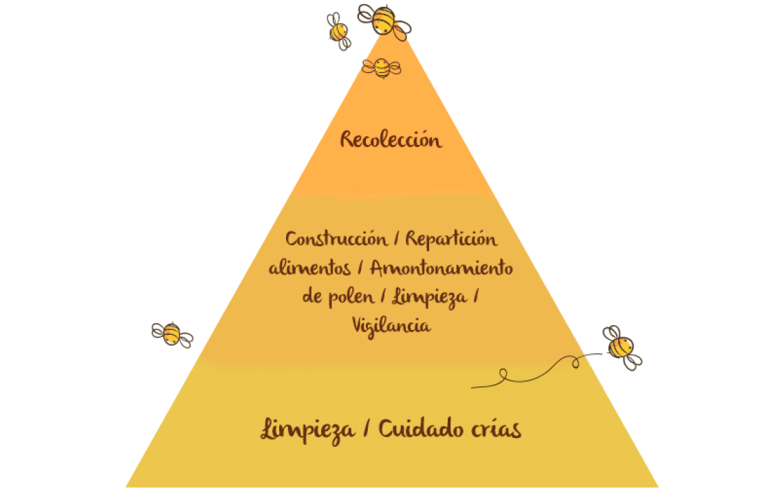 La división del trabajo en la colmena, abejas
