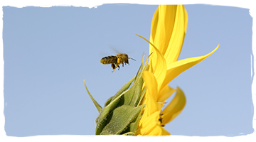 La distancia que recorremos las abejas