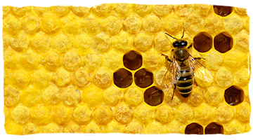 Las abejas arquitectas