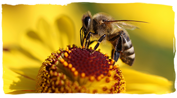 ¿Qué es una abeja?