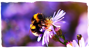 ¿Cuánto viven los distintos tipos de abejas?