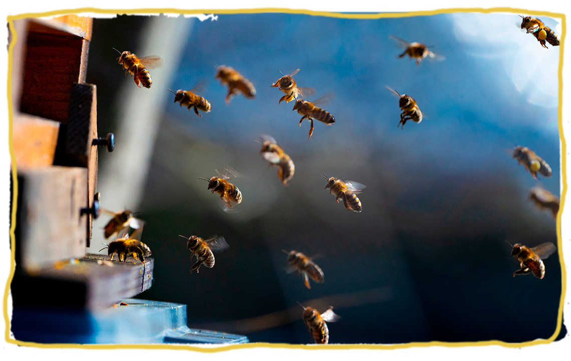 ¿Cuánto viven los distintos tipos de abejas?