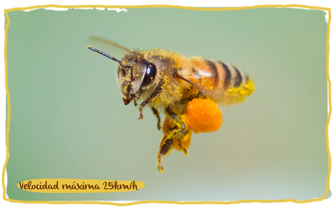 La distancia que recorremos las abejas, velocidad máxima