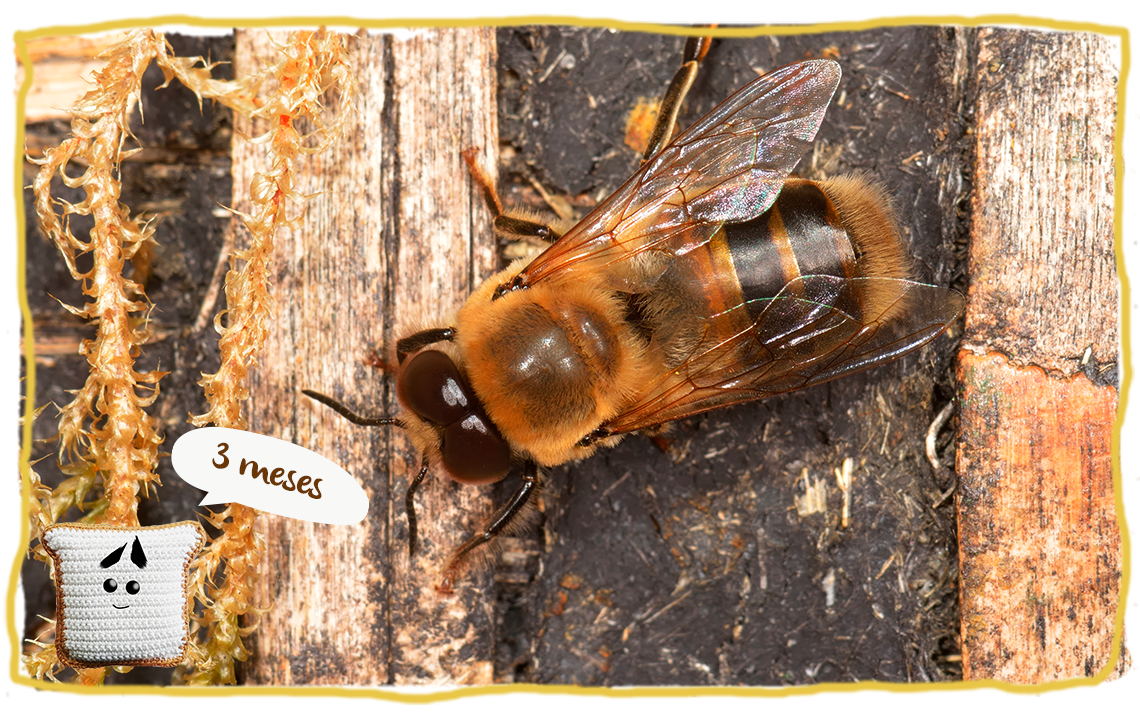 ¿Cuánto viven los distintos tipos de abejas? 3 meses