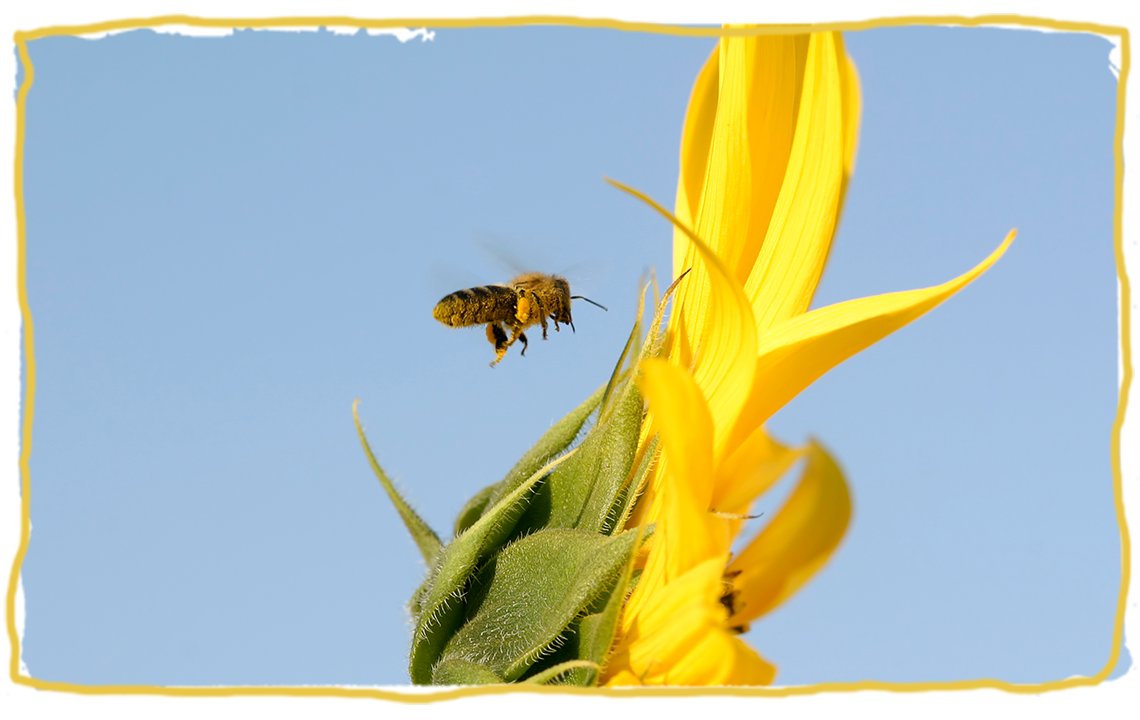 La distancia que recorremos las abejas, abeja