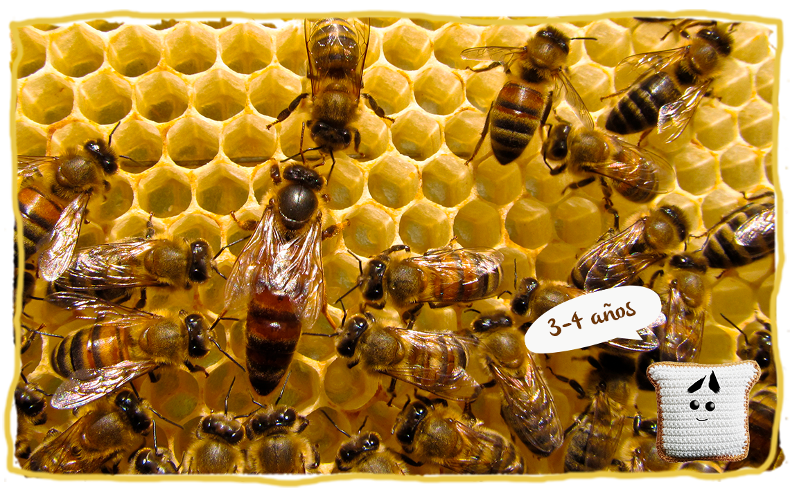 ¿Cuánto viven los distintos tipos de abejas? 3 y 4 años