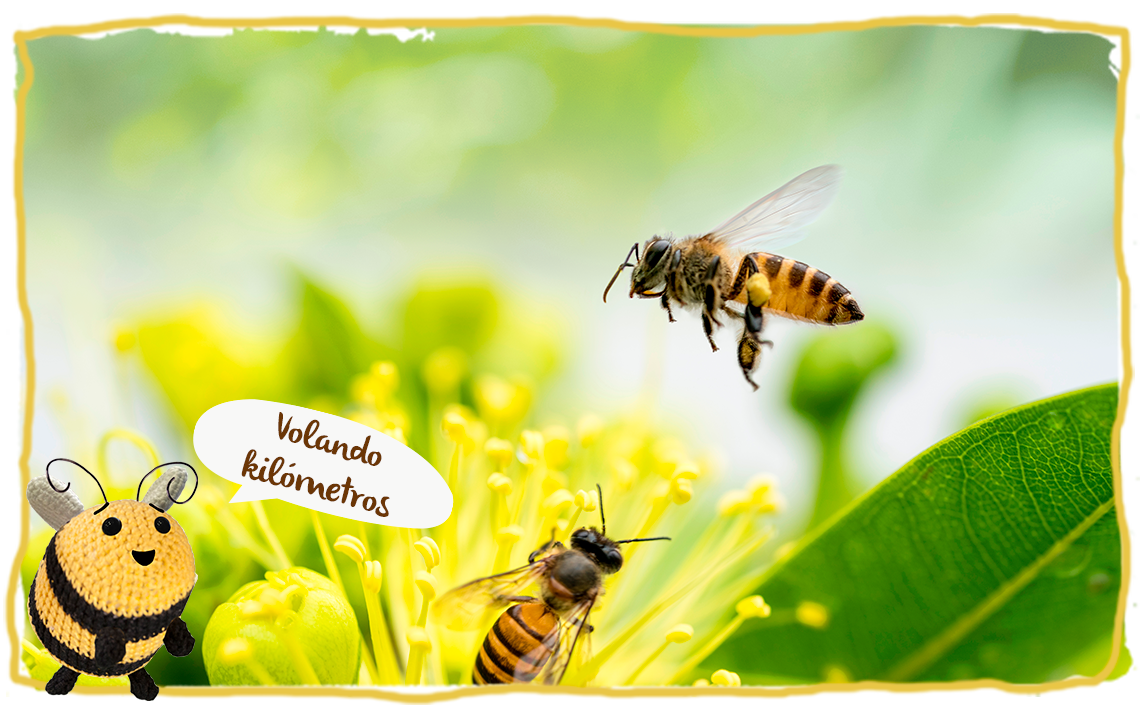 La distancia que recorremos las abejas