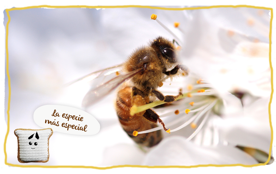¿Qué es una abeja?