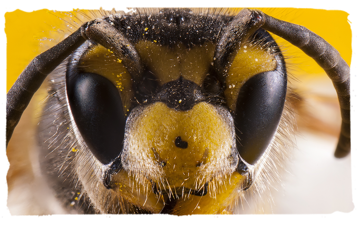 Las abejas como rastreadoras, abeja