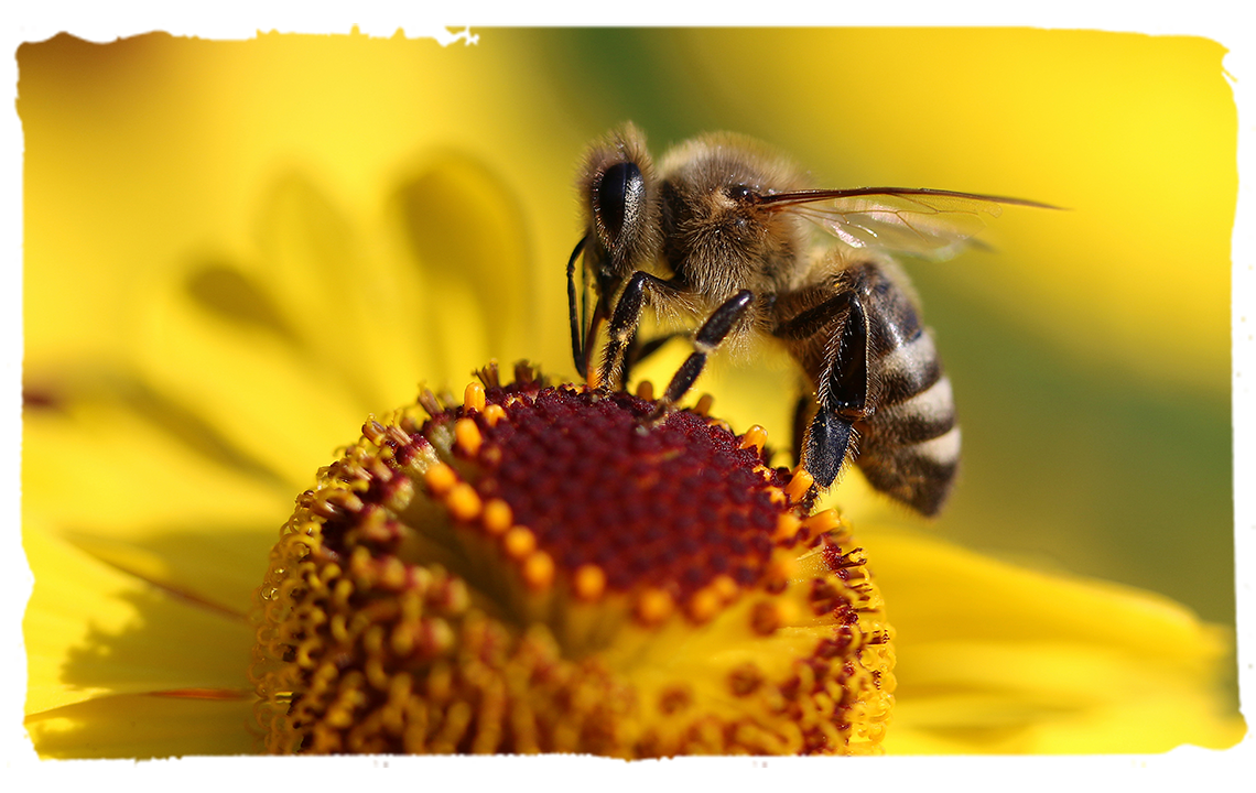 ¿Qué es una abeja?, abeja polinizadora