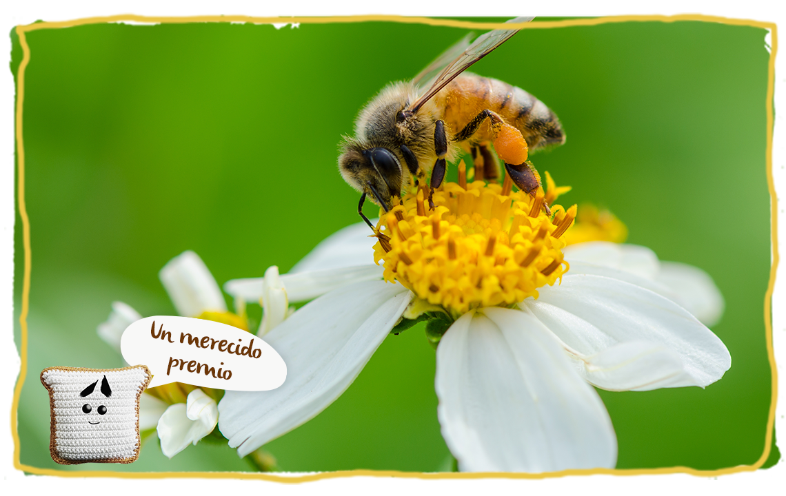 Las abejas como rastreadoras, el premio