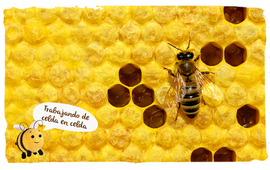 Las abejas arquitectas, colmena