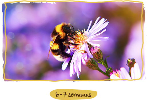 ¿Cuánto viven los distintos tipos de abejas? semana 6 y 7