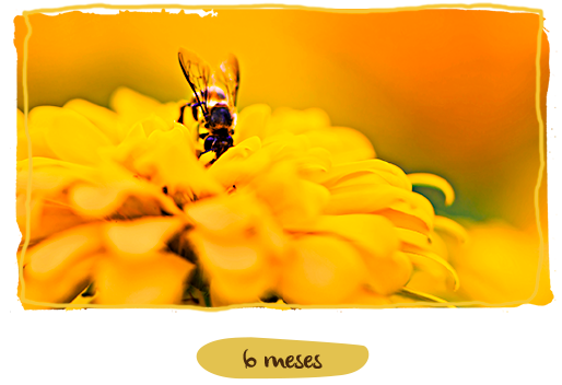 ¿Cuánto viven los distintos tipos de abejas? 6 meses