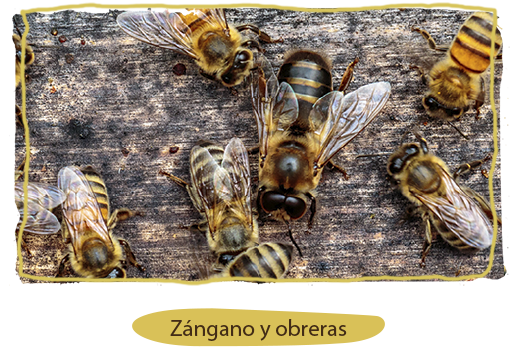 La división del trabajo en la colmena, zángano