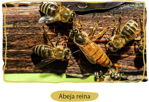 La división del trabajo en la colmena, abeja reina