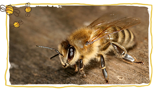 ¿Qué es una abeja?, abeja cárnica