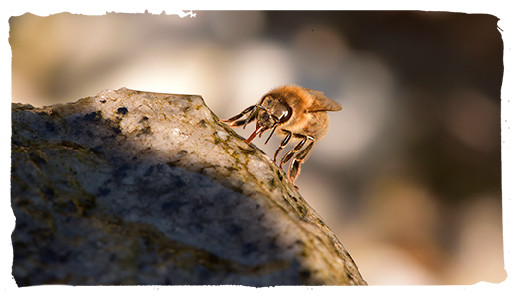 ¿Qué es una abeja?, abeja cárnica