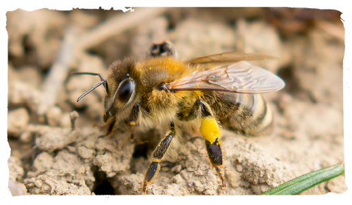 ¿Qué es una abeja?, abeja ibérica
