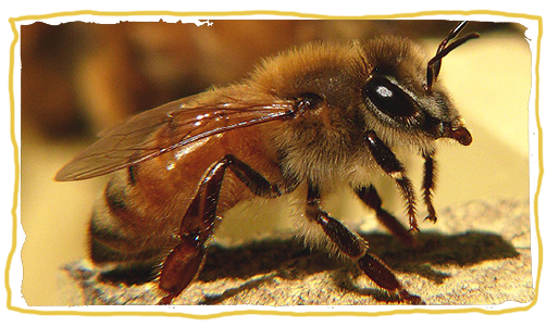¿Qué es una abeja?, abeja italiana