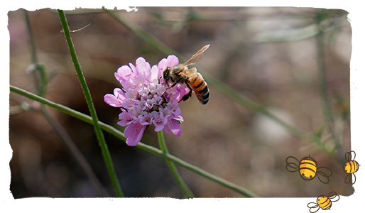 ¿Qué es una abeja?, abeja italiana