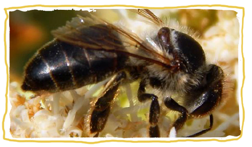 ¿Qué es una abeja?, abeja negra