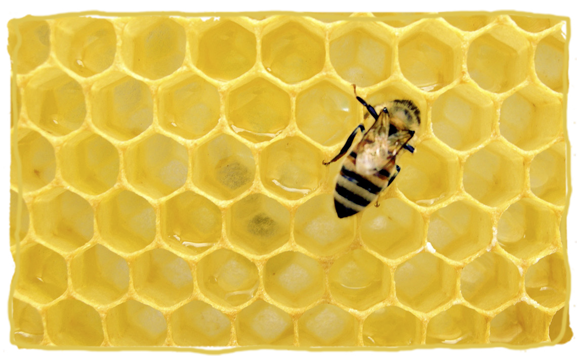 ¿Cómo hacen la miel las abejas?, abeja