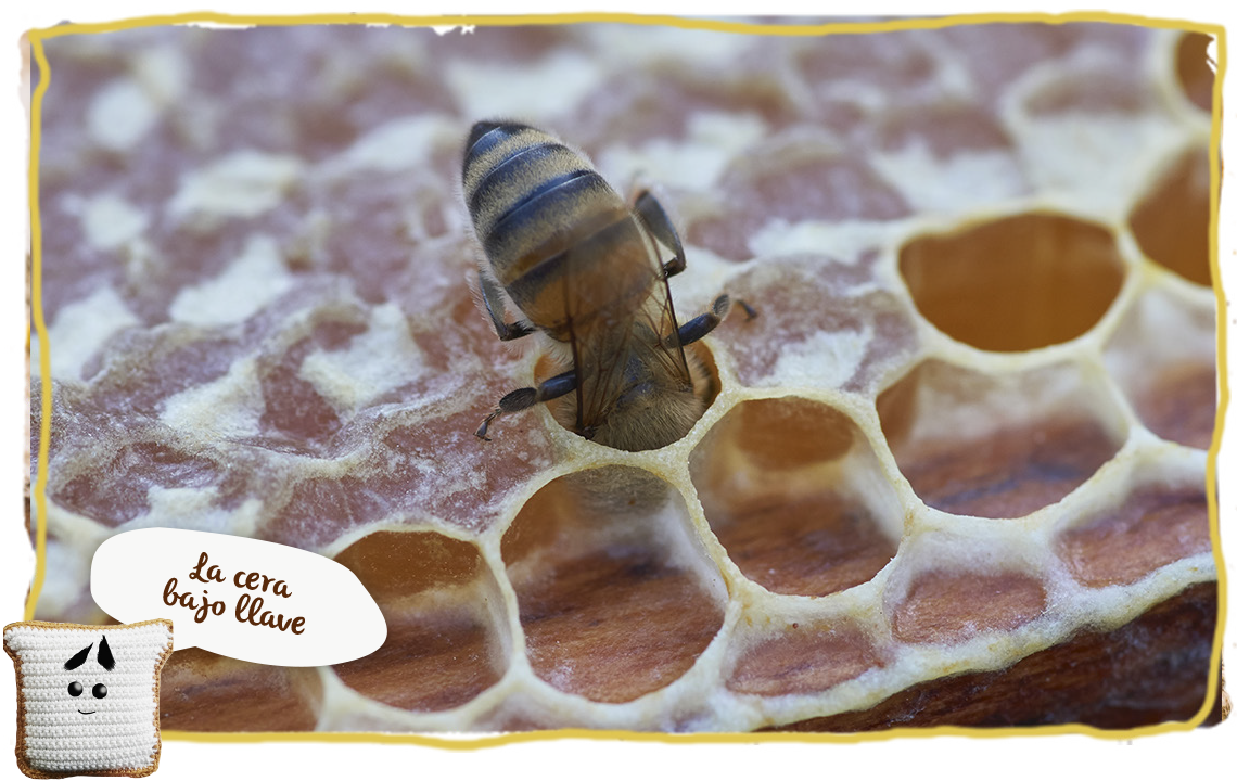 ¿Cómo hacen la miel las abejas?, la cera