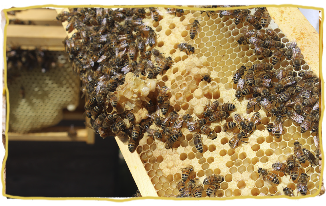 ¿Cómo hacen la miel las abejas?, panal