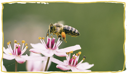La apicultura ecológica, razas de ls abejas