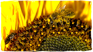 ¿Cómo hacen la miel las abejas?