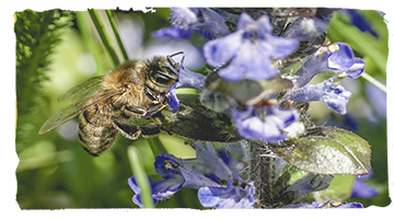 El pan de abeja