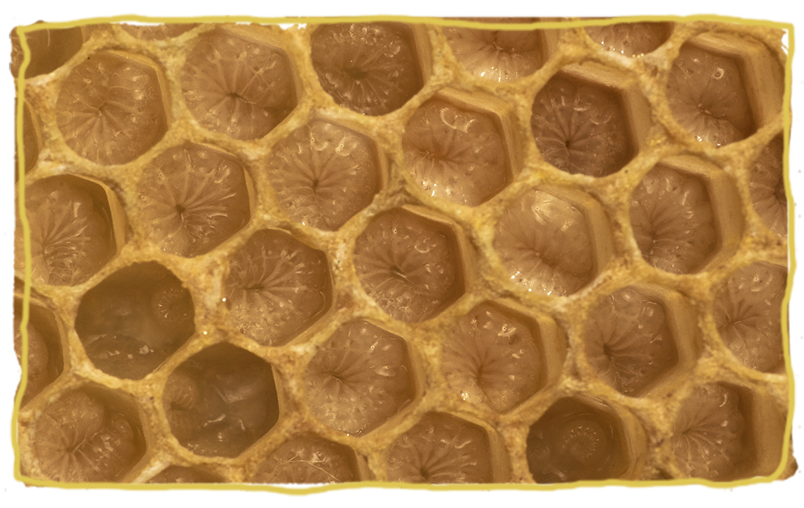 El pan de abeja, colmena