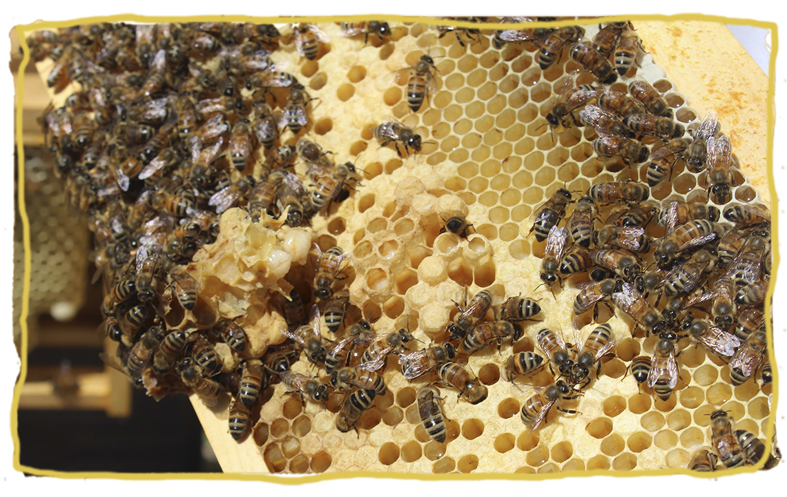 El pan de abejacolmena con abejas