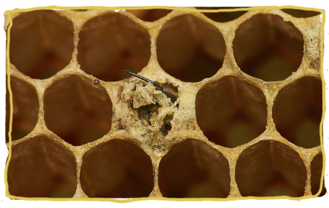 El pan de abeja, colmena 2