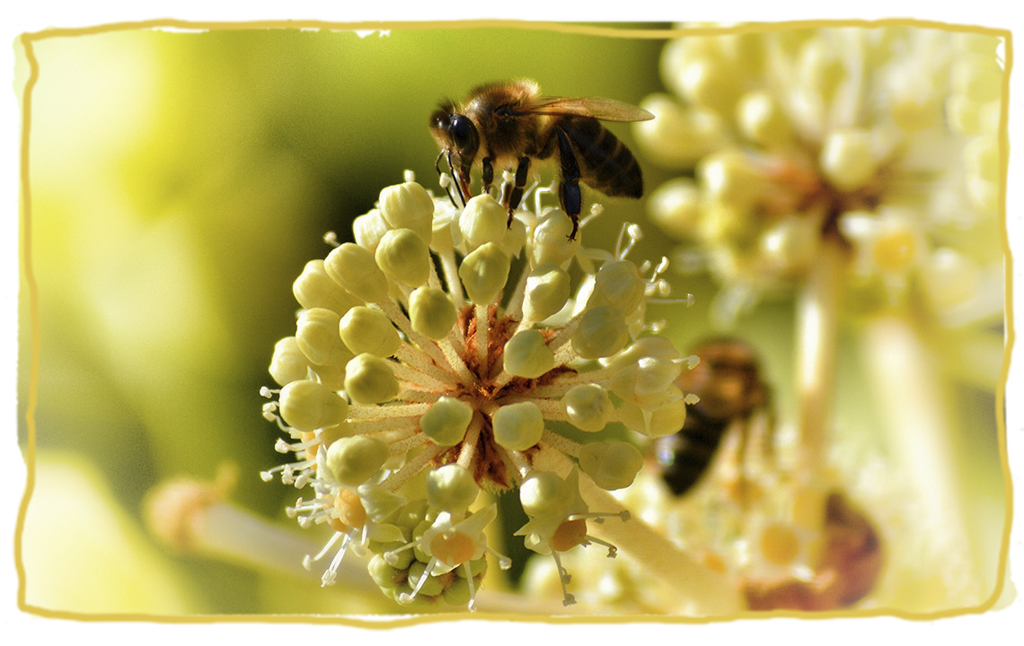 La dieta de las abejas, néctar
