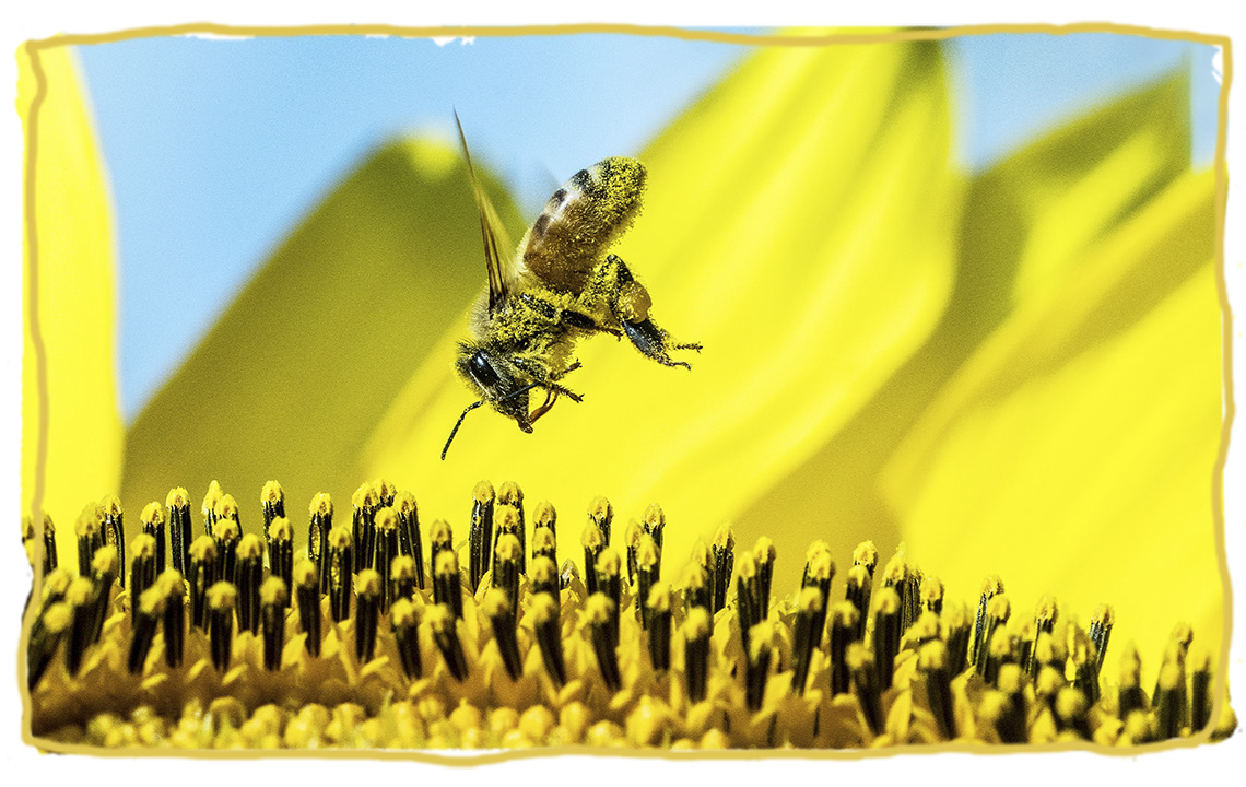 La dieta de las abejas, polen