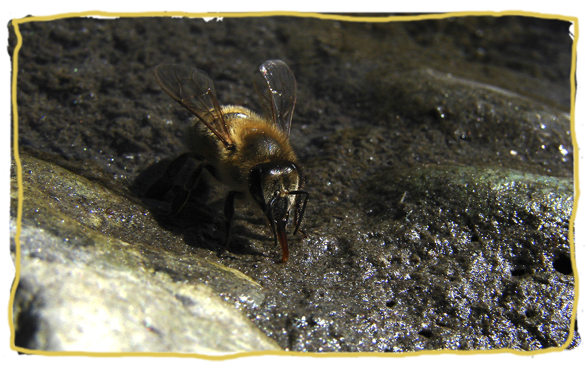 La dieta de las abejas, agua