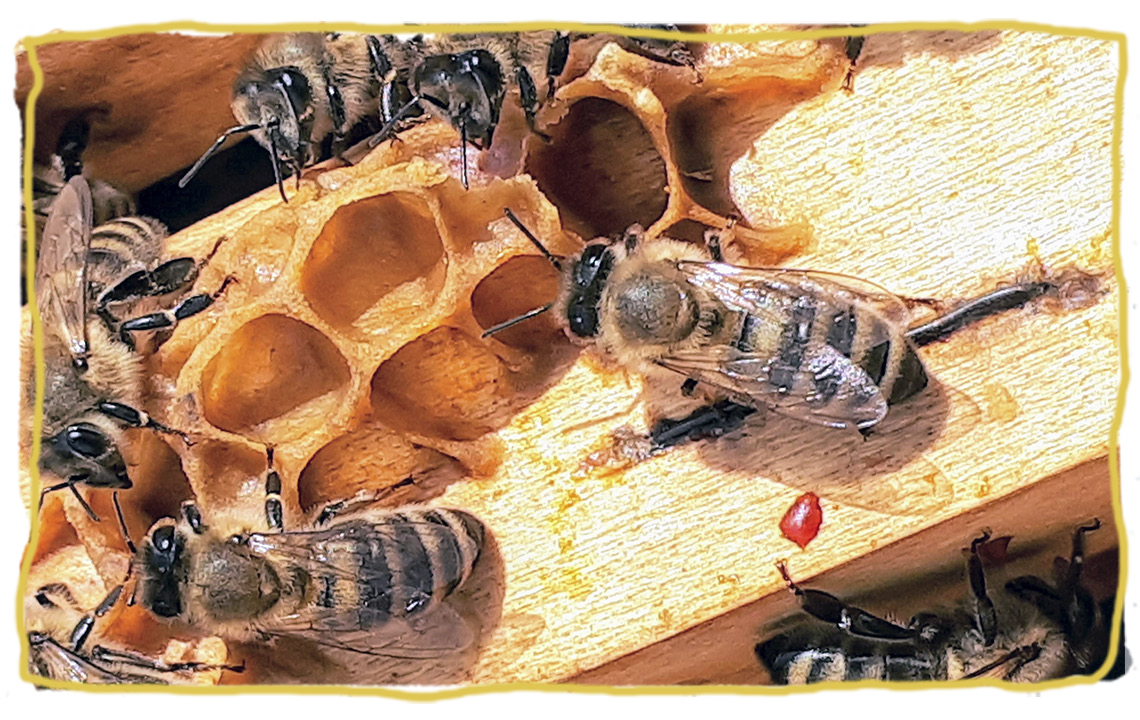 La dieta de las abejas, jalea real