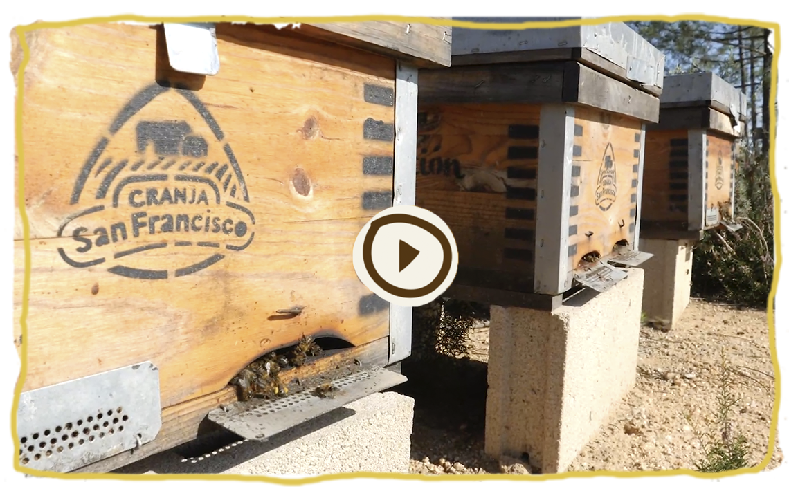 De visita a las colmenas de Riudarenes en Girona, apicultor 3