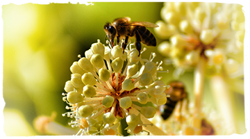 La dieta de las abejas