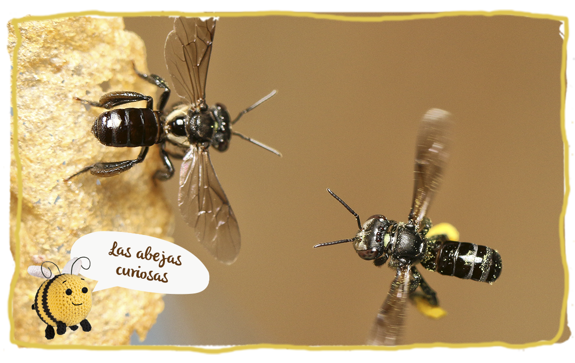 Las abejas sin aguijón, abejas curiosas