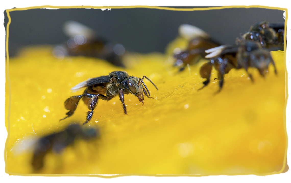 Las abejas sin aguijón, abejas