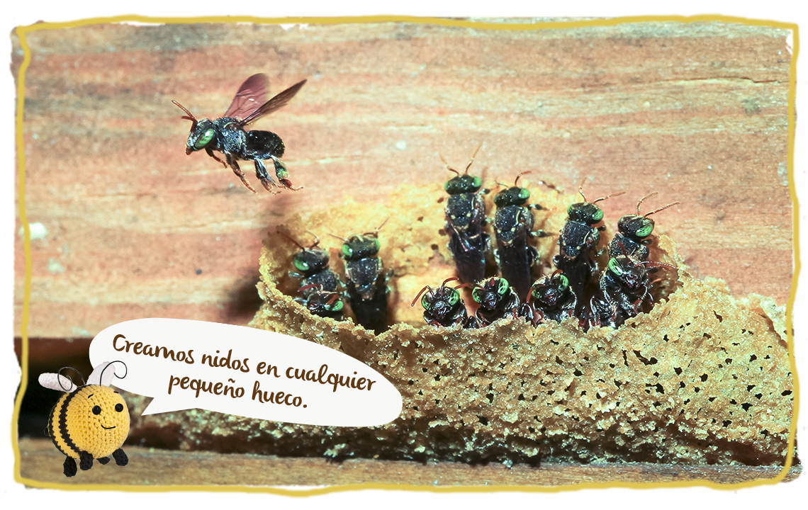 Las abejas sin aguijón, nidos