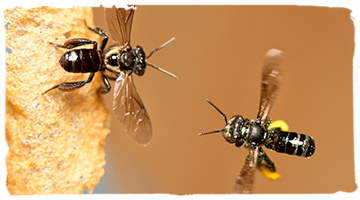 Las abejas sin aguijón