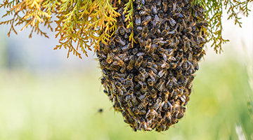 Los hogares de las abejas