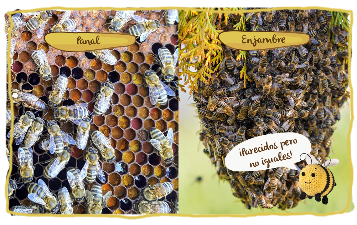 Los hogares de las abejas, panal y enjambre