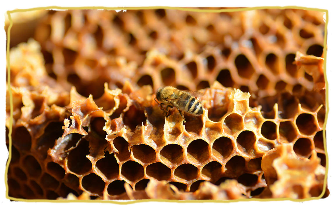 Los hogares de las abejas, miel en panal